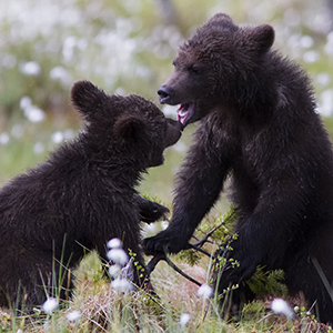 bears