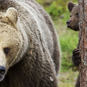 bears