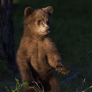 bears